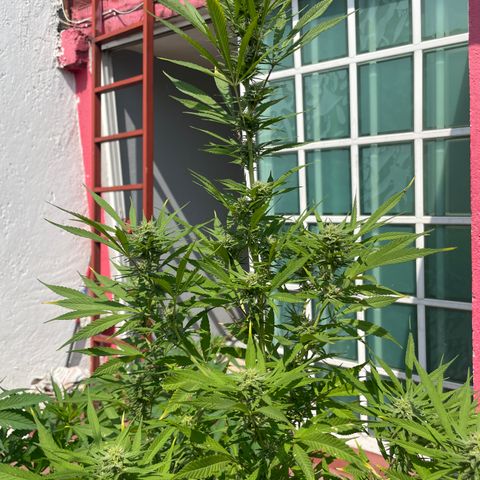 Lemon cake 7 growlog timeline photo