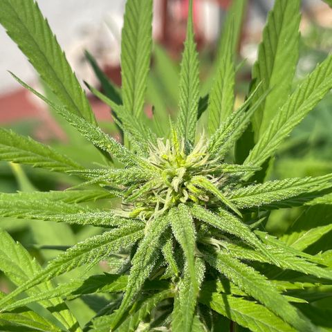 Lemon cake 7 growlog timeline photo