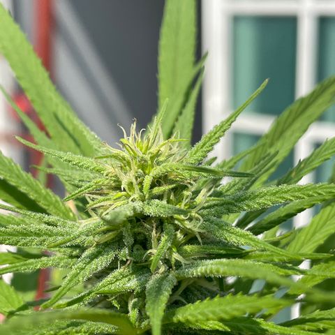 Lemon cake 7 growlog timeline photo