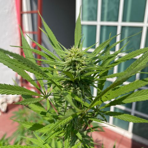Lemon cake 7 growlog timeline photo