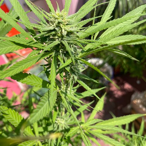 Lemon cake 7 growlog timeline photo