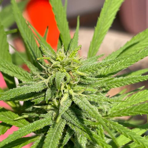 Lemon cake 7 growlog timeline photo