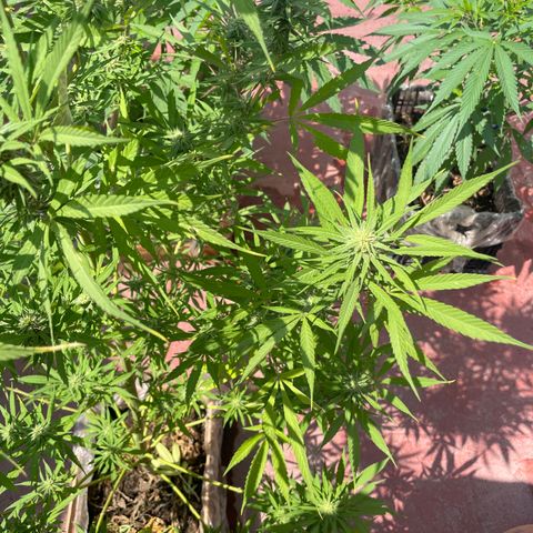 Lemon cake 7 growlog timeline photo