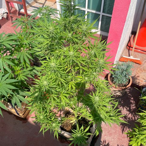 Lemon cake 7 growlog timeline photo