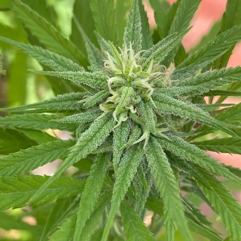 Lemon cake 7 growlog timeline photo