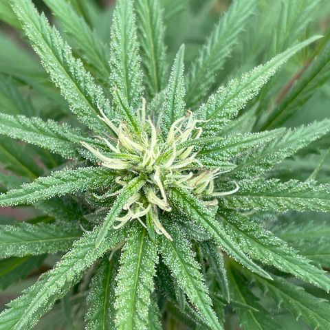 Lemon cake 6 growlog timeline photo