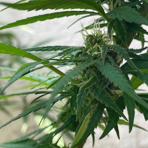 Lemon cake 6 growlog timeline photo