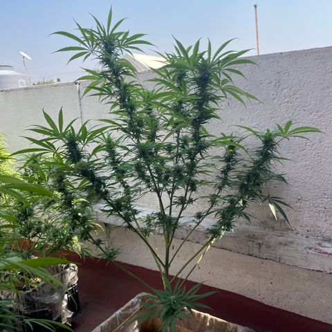 Lemon cake 6 growlog timeline photo