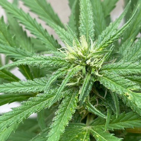Lemon cake 6 growlog timeline photo