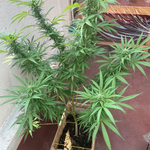 Lemon cake 6 growlog timeline photo