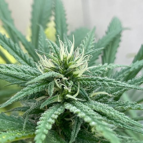 Lemon cake 6 growlog timeline photo