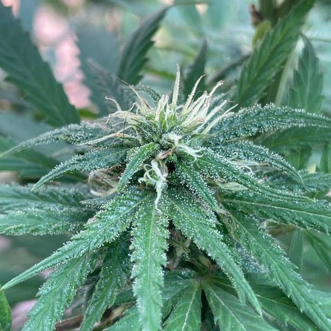 Lemon cake 6 growlog timeline photo