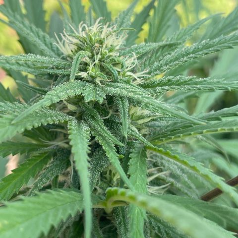 Lemon cake 6 growlog timeline photo