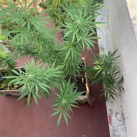 Lemon cake 6 growlog timeline photo