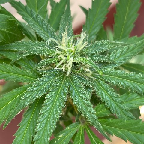 Lemon cake 6 growlog timeline photo