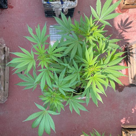 King cake  growlog timeline photo