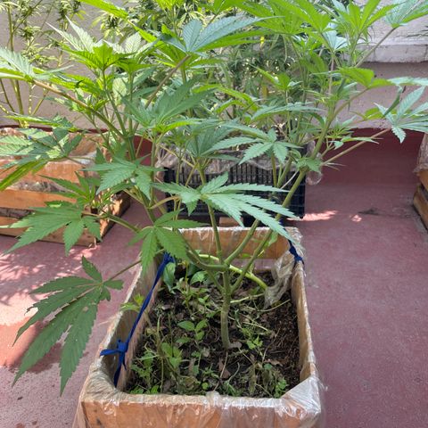 King cake  growlog timeline photo