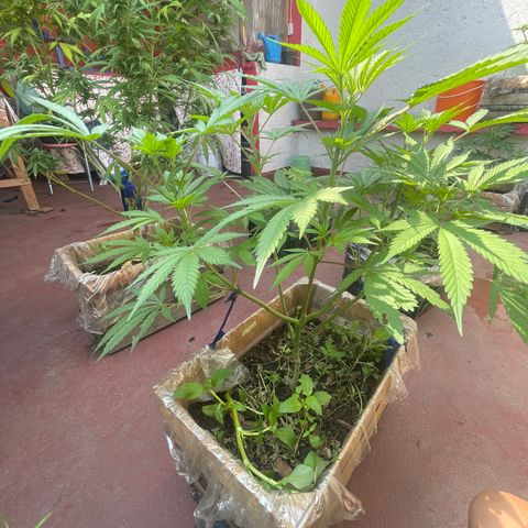 King cake  growlog timeline photo