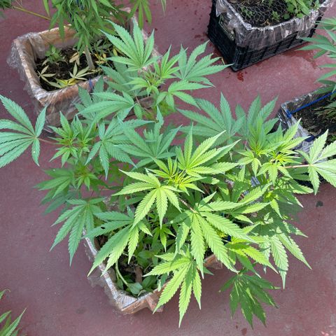 King cake  growlog timeline photo