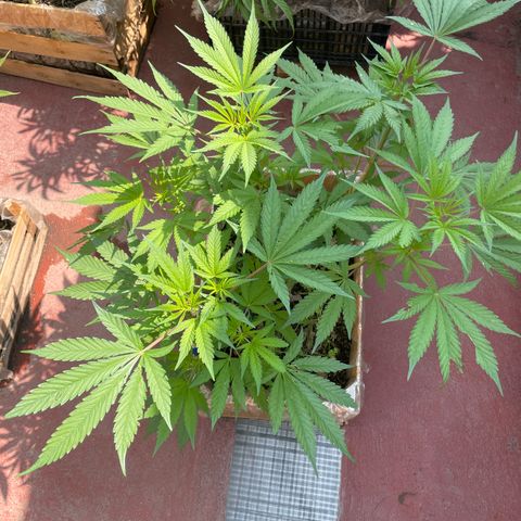 King cake  growlog timeline photo