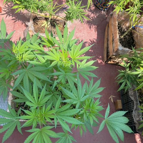 King cake  growlog timeline photo