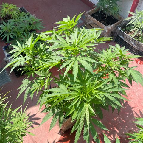 Orange juice  growlog timeline photo