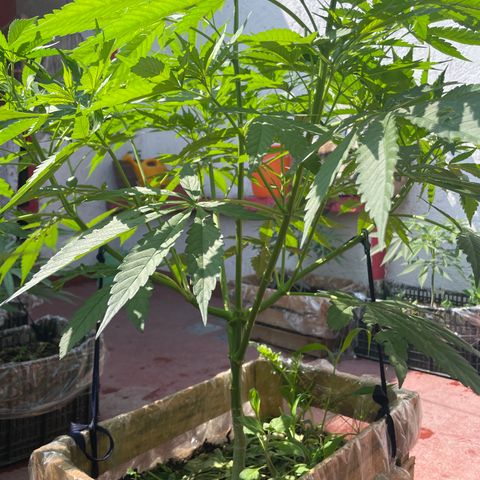 Orange juice  growlog timeline photo