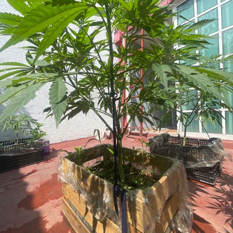 Orange juice  growlog timeline photo