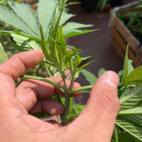 Orange juice  growlog timeline photo