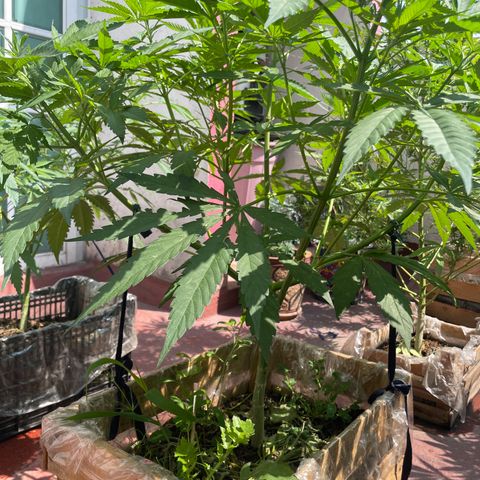 Orange juice  growlog timeline photo