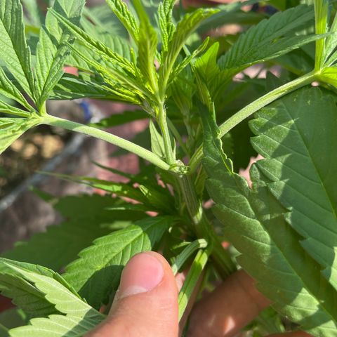 Orange juice  growlog timeline photo