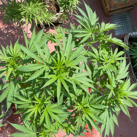 Orange juice  growlog timeline photo