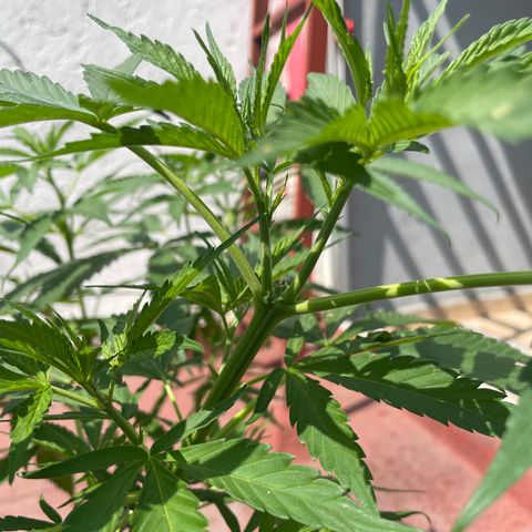 Tangie 2 growlog timeline photo