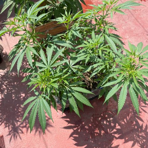 Tangie 2 growlog timeline photo