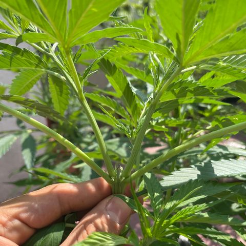 Tangie 2 growlog timeline photo