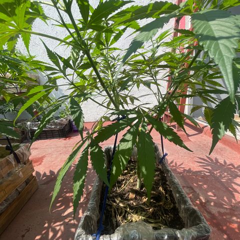 Tangie 2 growlog timeline photo
