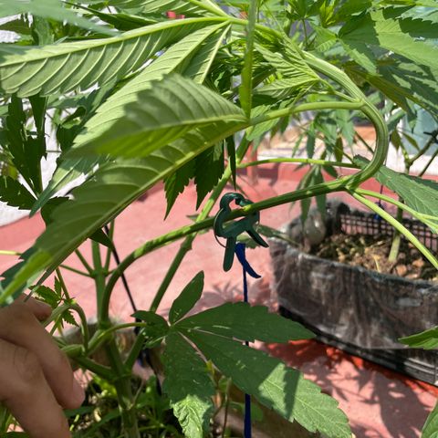 Orange juice  growlog timeline photo