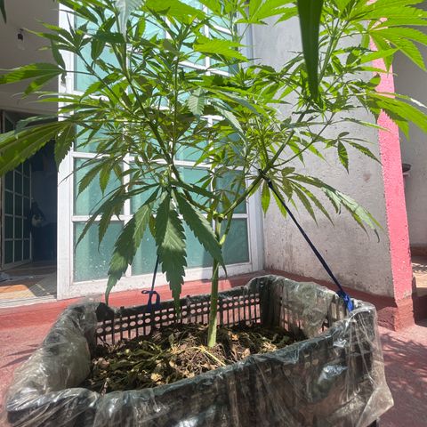 Tangie 2 growlog timeline photo
