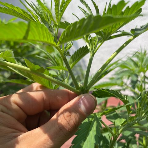 Tangie 2 growlog timeline photo