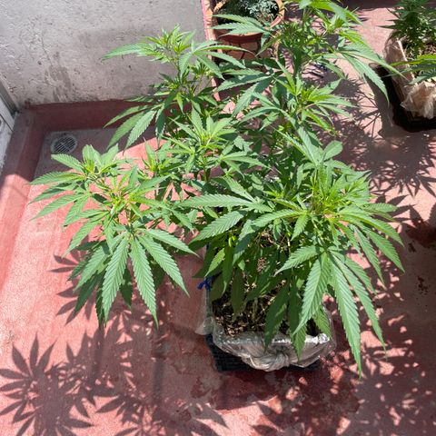 Tangie 2 growlog timeline photo