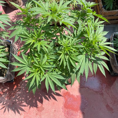 Orange juice  growlog timeline photo