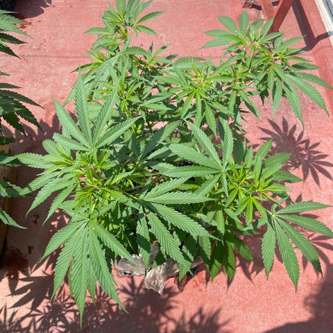 Tangie 2 growlog timeline photo
