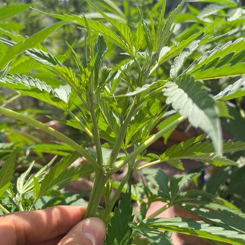 Tangie 2 growlog timeline photo