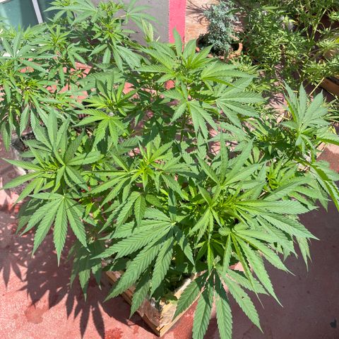 Orange juice  growlog timeline photo