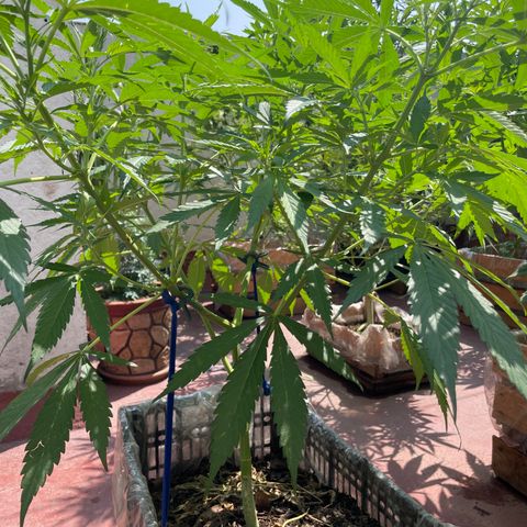 Tangie 2 growlog timeline photo