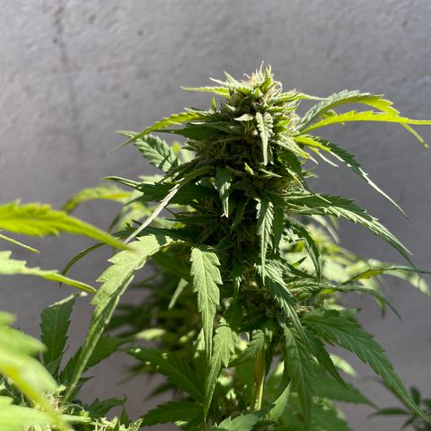 Orange juice(??? growlog timeline photo
