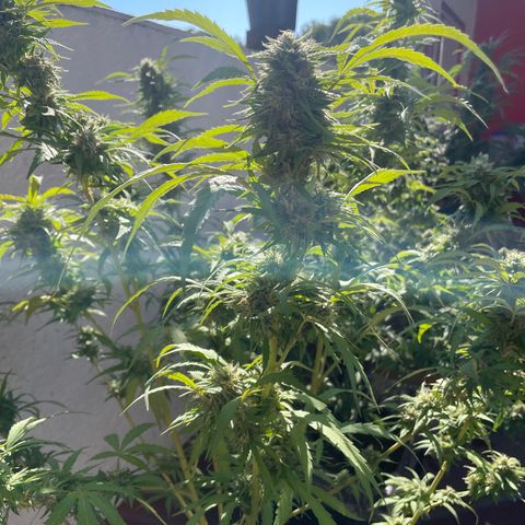 Orange juice(??? growlog timeline photo