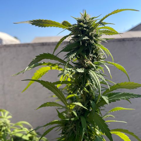 Orange juice(??? growlog timeline photo