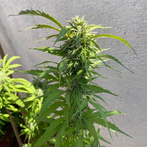 Orange juice(??? growlog timeline photo