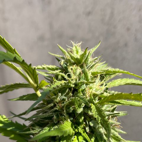 Orange juice(??? growlog timeline photo